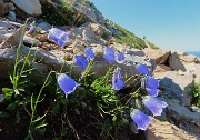 25 Campanula cochleariifolia (Campanula dei ghiaioni)